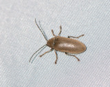 Dascillidae ( Mossbaggar )