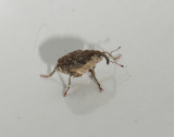 Sibirien Skne 28.10-14