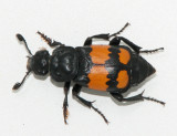 Silphidae ( Asbaggar )