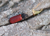 Bostrichidae ( Kapuschongbaggar )