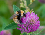 Bumblebees ( Humlor )