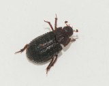 Trogidae ( Knotbaggar )