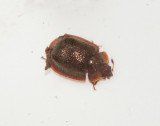  Trogossitidae ( Flatbaggar )