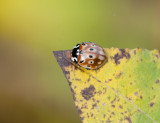 Fogeldammen Halland 25.10-15