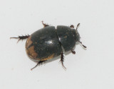 Hydrophilidae ( Palpbaggar )