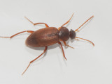  Leiodidae ( Mycelbaggar )
