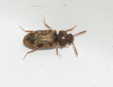  Mycetophagidae ( Vedsvampbaggar )
