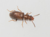 Salpingidae ( Trädbasbaggar )
