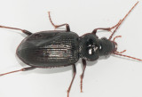 Nebria brevicollis (Skogsnattlöpare ) 11,2 mm