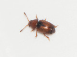  Kateretidae ( Kullerglansbaggar )