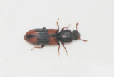 Zopheridae ( Barkbaggar )