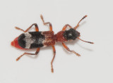 Cleridae ( Brokbaggar )