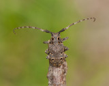 Cerambycidae ( Långhorningar )