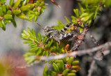 Nikkaluokta Torne lappmark 11.7-16