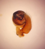 sbytorp Vstmanland 2.6-16 Palp Male