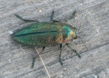 Buprestidae ( Praktbaggar )