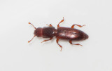 Monotomidae ( Gråbaggar )
