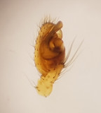Apelviken Halland 2.8-16 male