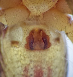 Subbe Halland 28.5-16 Epigyne Female