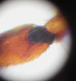 Vallinsvgen Halland 11.4-16 Palp Male