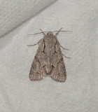 Trofta Blekinge 19.6-16
