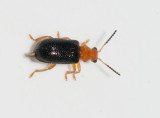 Megalophodidae ( Minerarbaggar )