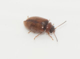 Scirtidae ( Mjukbaggar )