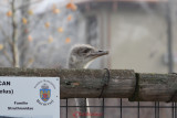 gradina-zoologica-baneasa-30.JPG