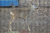 gradina-zoologica-baneasa-caprioara-24.JPG