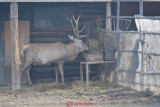 gradina-zoologica-baneasa-cerb-33.JPG