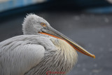 gradina-zoologica-baneasa-pelican-2.JPG