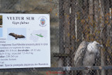 gradina-zoologica-baneasa-vultur-40.JPG