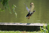 parc-bordei-rate-4.JPG