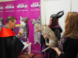 hallowinner-Cat-Show-sofisticat-2014-1.JPG