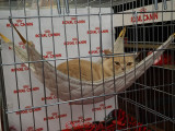 hallowinner-Cat-Show-sofisticat-2014-12.JPG