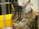 hallowinner-Cat-Show-sofisticat-2014-16.JPG
