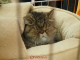 hallowinner-Cat-Show-sofisticat-2014-19.JPG