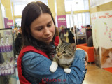 hallowinner-Cat-Show-sofisticat-2014-2.JPG