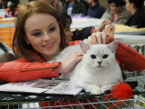 hallowinner-Cat-Show-sofisticat-2014-23.JPG