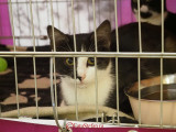 hallowinner-Cat-Show-sofisticat-2014-25.JPG