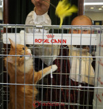 hallowinner-Cat-Show-sofisticat-2014-29.JPG
