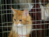 hallowinner-Cat-Show-sofisticat-2014-30.JPG
