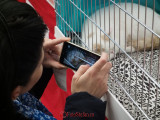 hallowinner-Cat-Show-sofisticat-2014-35.JPG