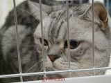hallowinner-Cat-Show-sofisticat-2014-36.JPG
