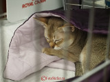 hallowinner-Cat-Show-sofisticat-2014-39.JPG