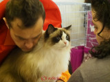 hallowinner-Cat-Show-sofisticat-2014-5.JPG