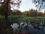 Olympus-Body-Cap-Lens-9mm-14-42mmEZ-8.JPG