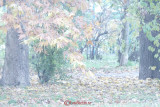 sonyA5100-picture-effect-5.JPG