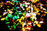 sonyA5100-posterization.JPG