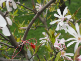 magnolii-parcul-morarilor-bucuresti-18.JPG